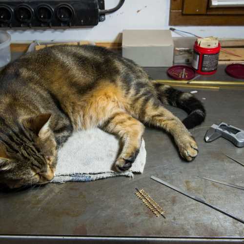 Jolene aime venir me voir dans mon atelier.